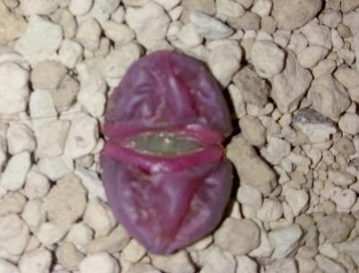 26032012744.jpg