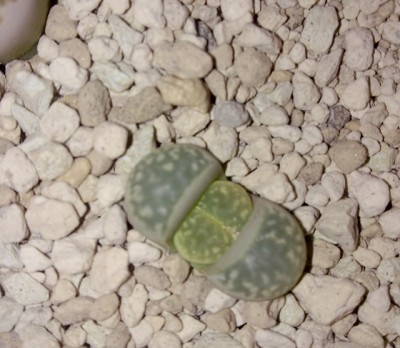 26032012745.jpg