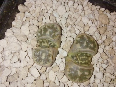 26032012742.jpg