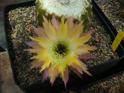 Trichocereus Hybr. super apricot (gezackt) (4).JPG