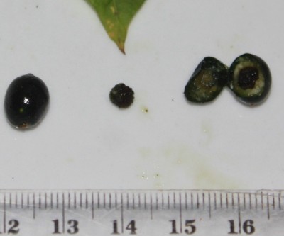 Sicydium tamnifolium, IMG_8579 - copia.JPG
