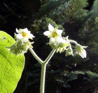26.08.07 Zwergbaumtomatenblüte.JPG