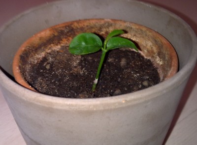 26032012291.jpg