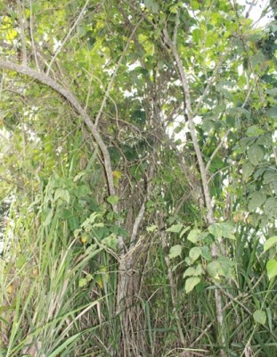 171. Pflanze, IMG_8574.JPG