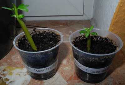 Wüstenrosen_3.jpg