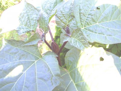 Daturablüten 26.08.07.JPG