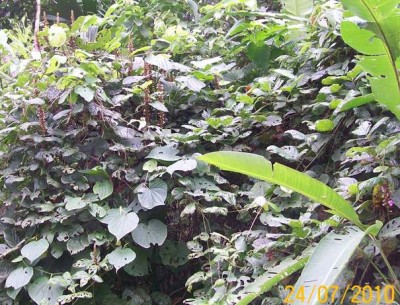 Via Guachal, Climber unknow 5E.jpg