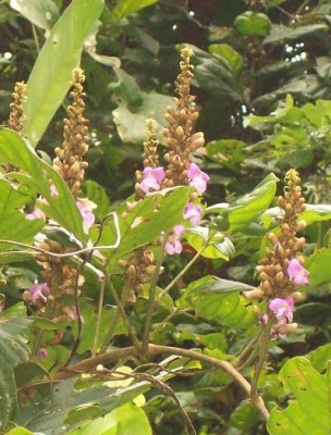 Via Guachal, Climber unknow 5D - copia.jpg