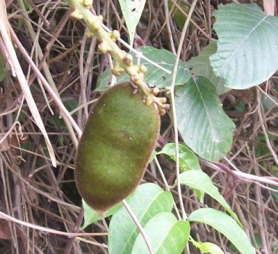 Dioclea wilsonii, vielleicht, 4.jpg