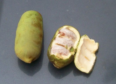 Dioclea wilsonii, vielleicht, 3.jpg