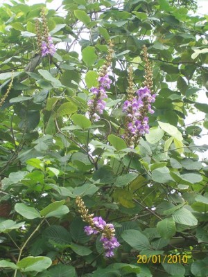 Dioclea wilsonii, vielleicht, 2.jpg