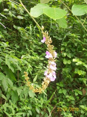 Dioclea wilsonii, vielleicht, 1.jpg