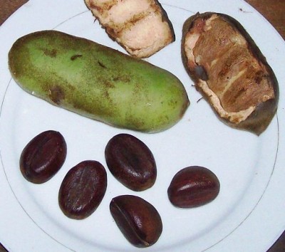 Dioclea wilsonii, vielleicht 2F Frucht 6,.jpg