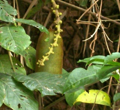 Dioclea wilsonii, vielleicht 2F Frucht 2.jpg