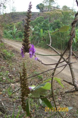 Dioclea wilsonii, vielleicht 2C,.jpg