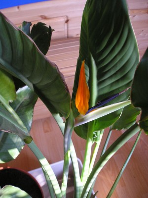 Strelitzia 22_03_2012 002_b.jpg