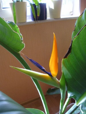 Strelitzia 22_03_2012 001_b.jpg