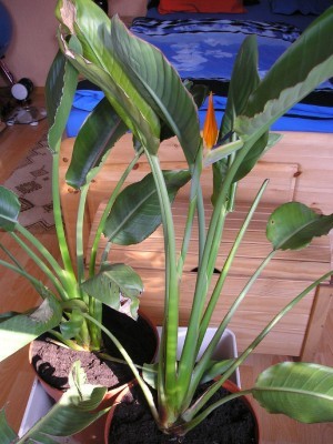 t_strelitzia_22_03_2012_003_b_116.jpg