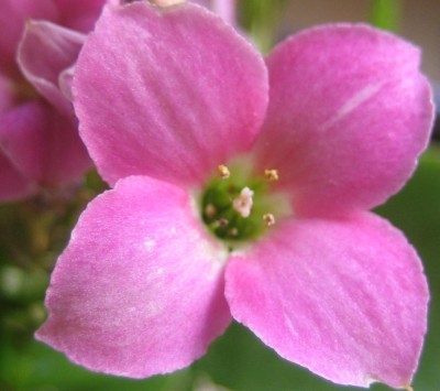 Bild green24 3 701.jpg