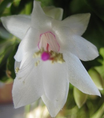 Bild green24 3 704.jpg