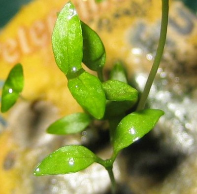 Bild green24 3 712.jpg
