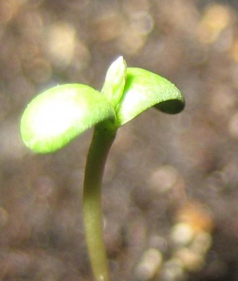 Bild green24 3 715.jpg
