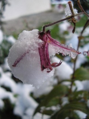 krötschnee.jpg