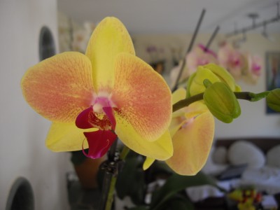 IMGP2784.JPG