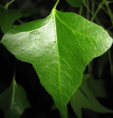 Bild green24 3 620.jpg