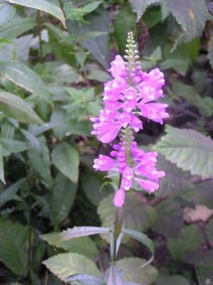 P1010002.JPG