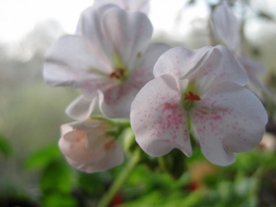 IMG_3655 (640x480).jpg