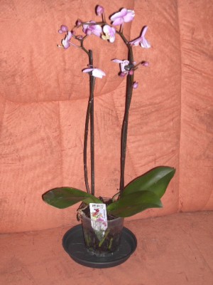Phalaenopsis-Hybride weißrosa (von der Mitte nach außen helllila) - weiß voll (seitliche Spitzen und mitllerer Steg gelb mit lila Punkten) September 2011.JPG