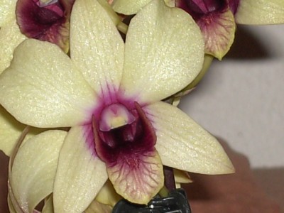 Dendrobium_6.JPG