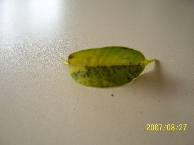 100_1020.JPG