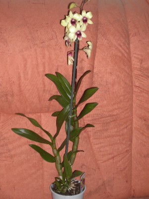 Dendrobium.JPG