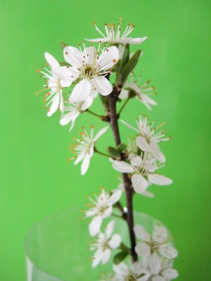 Prunus_120329_Bluete.jpg