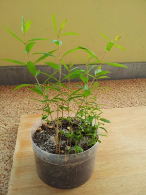 20120329_141712.jpg