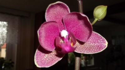 DSCF1231.jpg