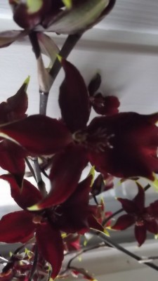 DSCF1244.jpg