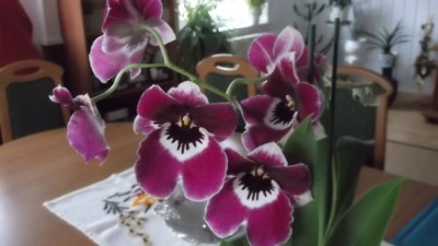 DSCF1241.jpg