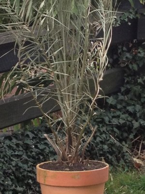 K1600_Palme.JPG