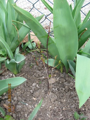 Schneeforsythia.jpg