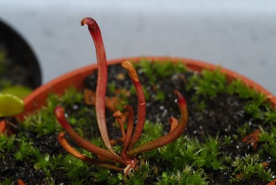 dsc_8658_S_minor.jpg