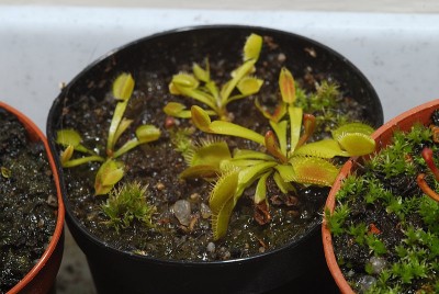 dsc_8652_Dionaea_muscipula.jpg