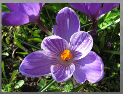 Krokus3.jpg