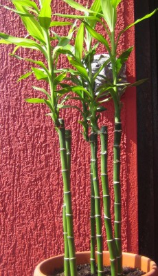 Bild green24 3 738.jpg