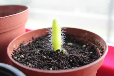 Drachenfrucht 04.12.JPG