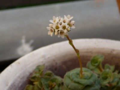 P1130465.JPG