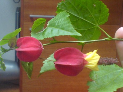 DSC00076.JPG