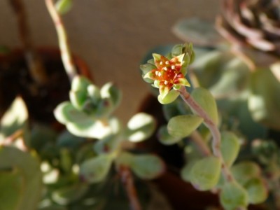 P1130445.JPG